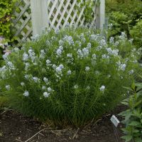 AMSONIA - Hubrichtii